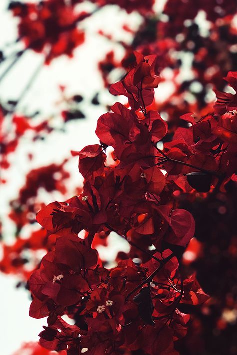 Beautiful Flowers Wallpapers, Flower Phone Wallpaper, Aesthetic Colors, Red Wallpaper, Red Aesthetic, Love Flowers, Flower Wallpaper, Flowers Photography, Beautiful Wallpapers