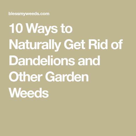 10 Ways to Naturally Get Rid of Dandelions and Other Garden Weeds Kill Ants Naturally, Get Rid Of Dandelions, Cold Frame Gardening, Pulling Weeds, Kill Ants, Starting A Vegetable Garden, Garden Weeds, Garden Pest Control, Vinegar Cleaning