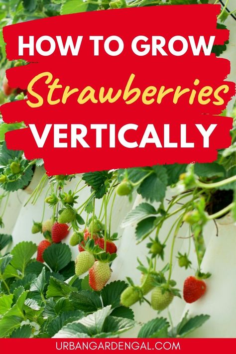 Growing strawberries vertically Planting Strawberry Plants, Upside Down Strawberry Plant, Hanging Strawberry Plants, Grow Strawberries Vertically, Growing Strawberry Plants, Strawberry Farming, Growing Strawberries Vertically, Strawberry Planting, Strawberry Growing