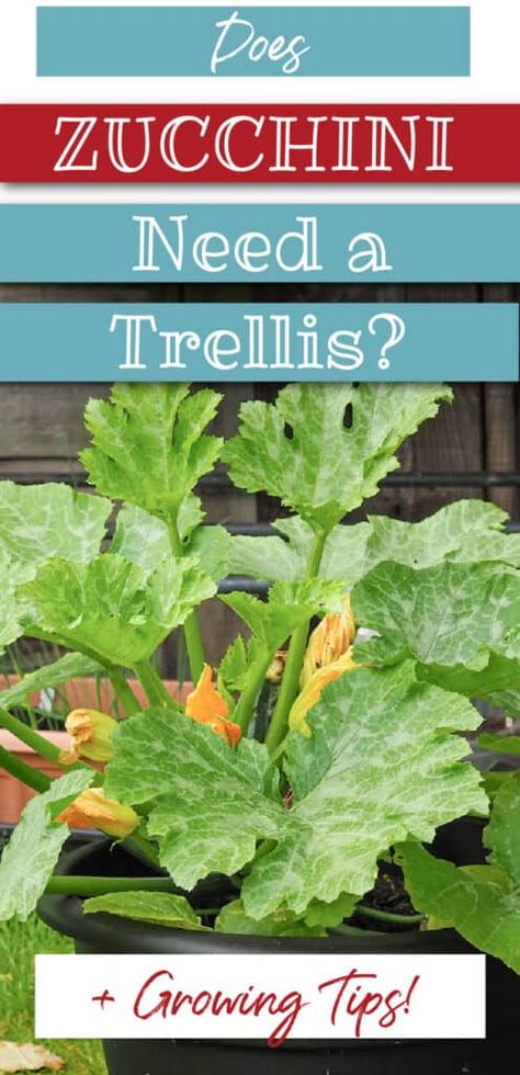 What Vegetables Need A Trellis, How To Trellis Squash, Squash Plants Trellis, Zucchini Garden Tips, Zucchini Trellis Ideas, Zucchini Plants Gardening, Squash Trellis Ideas, Planting Zucchini, Zucchini Trellis