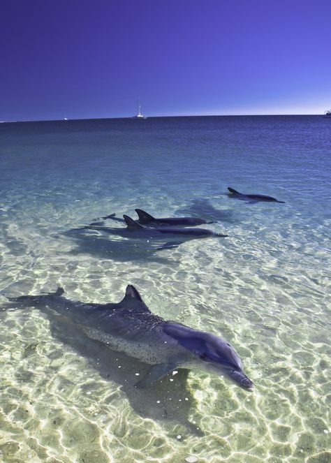 Great Barrier Reef Australia, Venice Florida, Usa Beaches, Great Barrier Reef, Ocean Life, Nature Travel, Western Australia, Marine Life, Sea Creatures