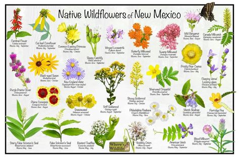 Cardinal Flower, Prickly Pear Cactus, Evening Primrose, Black Eyed Susan, Prickly Pear, Wild Flowers, Cactus, Flowers, Floral