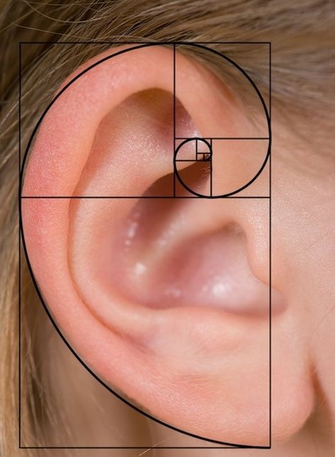 Fibonacci In Nature, Fibonacci Sequence In Nature, Fibonacci Art, Fibonacci Golden Ratio, Spirals In Nature, Golden Section, Geometry In Nature, Desen Realist, Human Ear