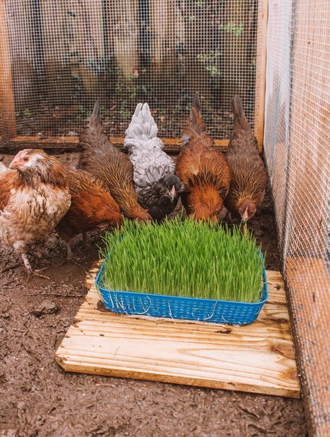 Feeding Chickens On A Budget, Chicken Pond Ideas, Chicken Food Storage Backyard, Chicken Food Container Diy, Shredded Paper For Chicken Coop, What To Grow To Feed Chickens, Chicken Roost Ideas Diy Easy, Fun Things For Chickens To Do, Chicken Grass Trays