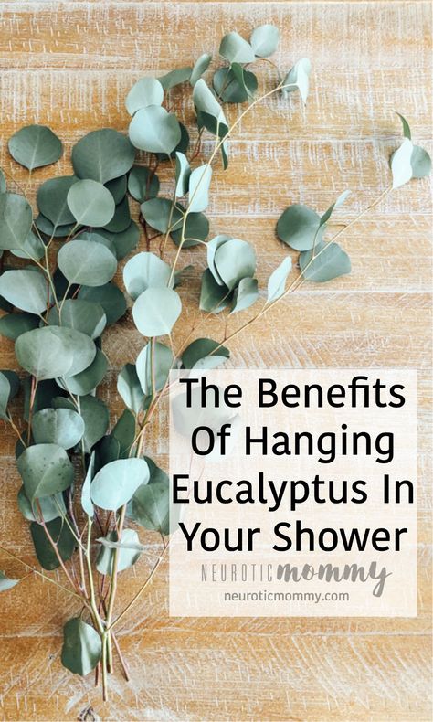 The Benefits Of Hanging Eucalyptus In Your Shower - NeuroticMommy Grow Eucalyptus, Hanging Eucalyptus, Plant Benefits, Fresh Eucalyptus, Feuille Eucalyptus, Dried Eucalyptus, Bathroom Plants, Sensory Experience, Bathroom Spa