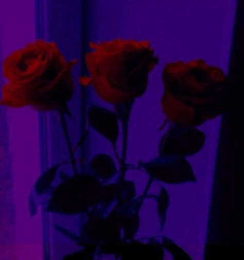 Red Purple And Black Aesthetic, Purple Black Red Aesthetic, Dark Purple Red Aesthetic, Dark Purple And Pink Aesthetic, Dark Purple And Red Aesthetic, Red And Purple Aesthetic Wallpaper, Red And Violet Aesthetic, Red Violet Aesthetic, Violetta Core