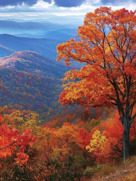 Blue Ridge Parkway Virginia, Blue Ridge Parkway, Pretty Colors, Autumn Beauty, Blue Ridge Mountains, Great Smoky Mountains, Gatlinburg, Smoky Mountains, Carolina Blue