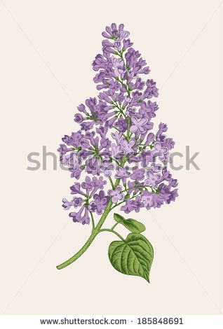 Lilac Illustration, Lilac Drawing, Lilac Branch, Tattoo Touch Up, Light Beige Background, Lilac Tattoo, Lilac Tree, Tree Drawing, Botanical Drawings