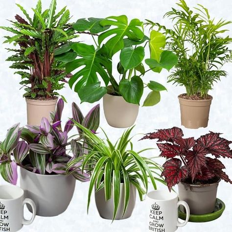 House Plants Indoor – Mix of 6 Real Indoor Plants in 13cm Pots, Great as Living Room Accessories or Desk Plant, Air Purifying Plants Delivered Next Day : Amazon.co.uk: Garden Tropical Plants Uk, Desk Plant, Natural Air Purifier, Plants Uk, Desk Plants, Home Air Purifier, Indoor Trees, Bulbs Indoor, Bathroom Plants