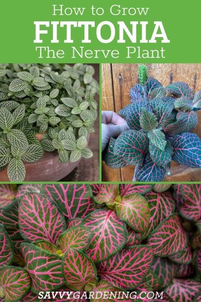 The colorful leaves of fittonia make it among the most interesting houseplant varieties you can grow. Also known by the common names of the nerve plant, the net plant, and the mosaic plant, it’s easy to see why this native of tropical rainforests has become a favorite of so many houseplant growers. Deer Resistant Annuals, Mosaic Plant, Nerve Plant, Rainforest Plants, Air Plants Care, The Nerve, Bottle Garden, Growing Tips, Indoor Flowers