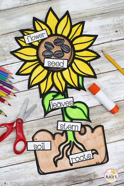 Parts Of A Sunflower Preschool, Sunflower Math Activities Preschool, Sunflower Science Preschool, Sunflower Activities For Preschool, Bulletin Boards For Spring, Science Activities For Kindergarten, Sunflower Activities, Sunflower Bulletin Board, Sunflower Life Cycle