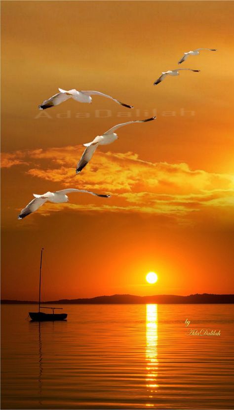 Ocean Creatures Art, Nice Good Morning Images, Söt Katt, Photo Montage, Love Animation Wallpaper, Sunset Sea, Sea Gull, Pretty Pics, Sunset Nature