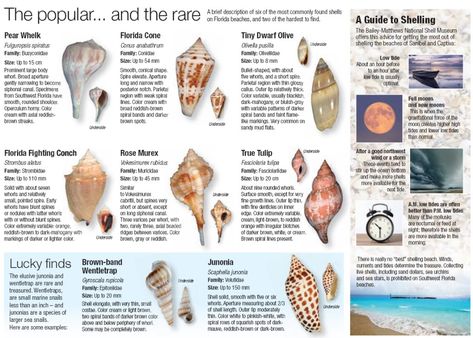 Seashell Identification, Rocks And Fossils, Summer Stuff, Captiva Island, Shell Crafts Diy, She Sells Seashells, Sea Glass Crafts, I Love The Beach, Palm Beach Florida