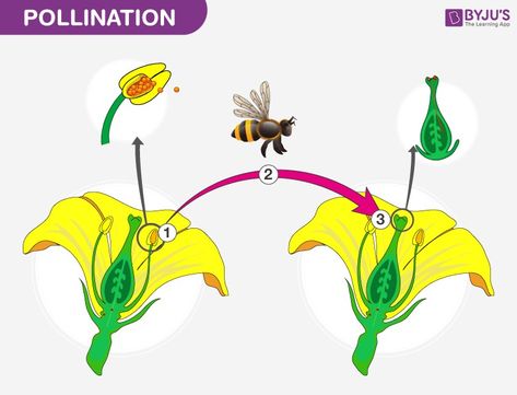 Science Plants, Plant Biology, Airplane Games, Medical Laboratory Science, Agriculture Education, Biology Notes, Parts Of A Flower, Plant Science, Butterfly Crafts