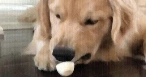 Egg - Album on Imgur Egg Dog, Cute Puppy Videos, Silly Dogs, Can Dogs Eat, Puppies Funny, Retriever Puppy, Funny Dog Videos, Golden Dog, Cute Creatures