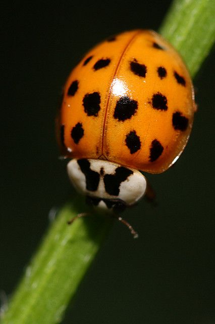 Ladybug Cake Ideas, Nails Ladybug, Ladybug Nails, Yellow Ladybug, Lady Bug Tattoo, Winged Creatures, Lady Beetle, Ladybug Crafts, Beetle Insect