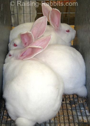 New Zealand White market rabbits Raising Meat Rabbits, Rabbits For Meat, Raising Rabbits For Meat, New Zealand Rabbits, Rabbits For Sale, Meat Rabbits, Raising Rabbits, Rabbit Breeds, Bun Bun