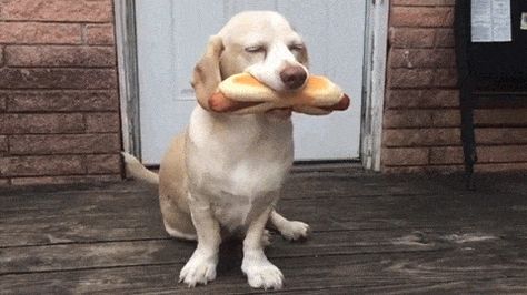 a very happy dog holding a hot dog. Top Funny, Dogs Of The World, Dog Gifs, Dog Memes, Happy Dogs, Animal Memes, 귀여운 동물, Images Gif, Animal Gifs