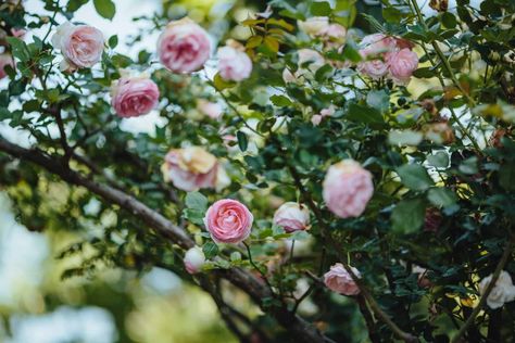 How to Grow Eden Climbing Rose Eden Climbing Rose, Pruning Roses, Eden Rose, Cow Manure, Climbing Rose, Rose Varieties, Growing Roses, Rose Bush, Climbing Roses