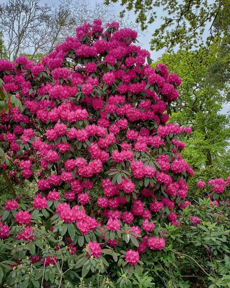 Large rhododendron bush Rhododendron Bush, Garden Core, Weeping Cherry Tree, Pink Flowering Trees, Tree Borders, Eastern Redbud, Retirement House, Garage Garden, Flowering Tree