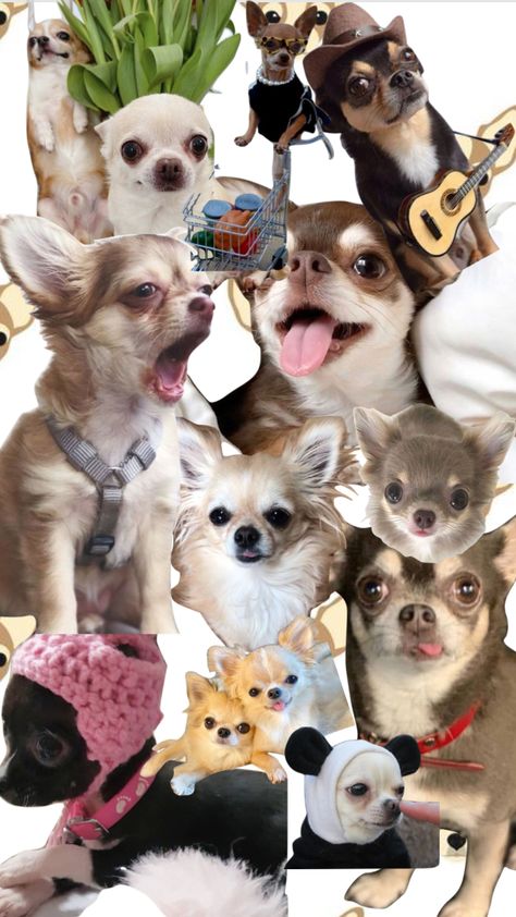 Chihuahua Wallpaper Iphone, Chihuahua Wallpaper, Dog Profile, Chihuahua Funny, Happy Wallpaper, Instagram Wallpaper, Funny Wallpaper, Dog Wallpaper, Chihuahua Dogs