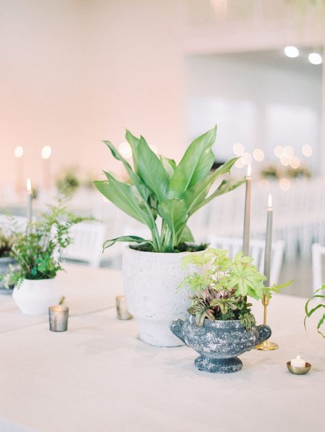 A Modern, Floral-Filled Wedding at Legacy Acres House Plant Centerpieces, House Plant Centerpieces Wedding, House Plant Wedding Decor, Plant Centerpieces Wedding, Potted Plant Centerpieces, Ceremony Centerpieces, Gala Centerpieces, Pretty Wedding Centerpieces, Cheap Wedding Table Centerpieces