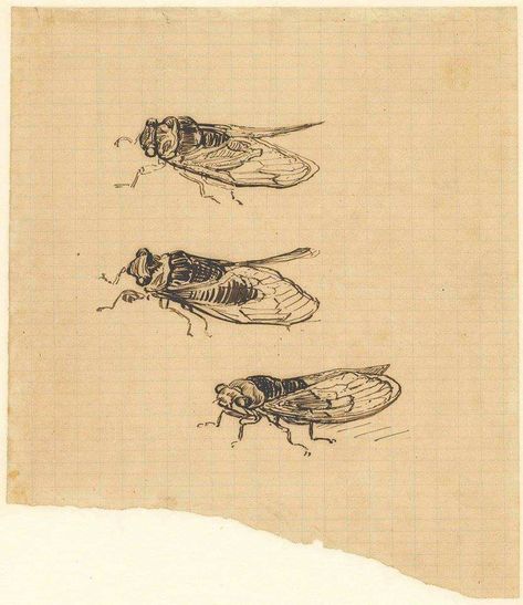 Cicada Art, Cicada Tattoo, Van Gogh Tattoo, Van Gogh Drawings, Theo Van Gogh, Vincent Willem Van Gogh, Arte Van Gogh, Van Gogh Museum, Van Gogh Art