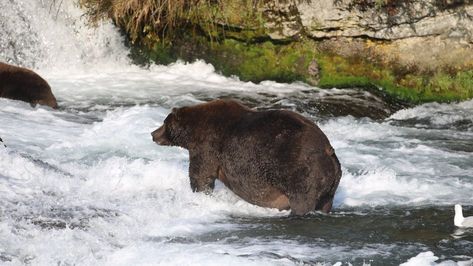 The New York City bar that airs the dramatic, live bear cams New York City Bars, Bar Image, Katmai National Park, Nyc Bars, Salmon Run, Park Ranger, Splatoon, Brown Bear, The Bar