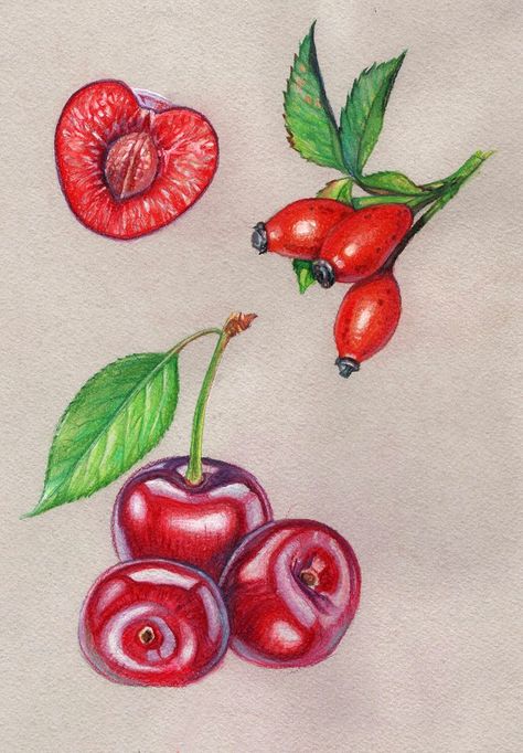 Cherry and rosehip berries. Illustration with colored pencils Berries Illustration, Cherry Drawing, Hamsa Tattoo Design, Drawing Arts, Coloring Pencils, Hamsa Tattoo, Draw Ideas, Carmen Miranda, Floral Tattoo Sleeve