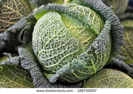 Green leaves of a fresh raw savoy cabbage close up - stock photo Cabbage Varieties, Cabbage Vegetable, Cabbage Seeds, Sweet Pea Seeds, Savoy Cabbage, Seed Pack, Organic Seeds, Fruit Plants, Herb Seeds