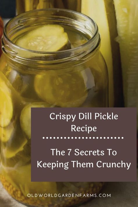 Dill Pickle Slices Canning, Pops Dill Pickles, How To Can Crispy Dill Pickles, Pickle Crisp Granules How To Use, Crisp Dill Pickle Canning Recipe, Open Kettle Pickles, Grainery Pickles, Vlasic Kosher Dill Pickle Recipe, Bucket Pickles Recipes