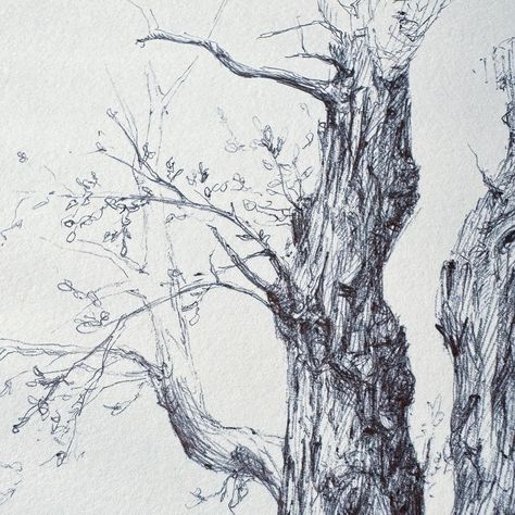 The details…texture! Vintage three sketch 7x7 inches, black ballpoint pen on artistic paper. This sketch will be available this summer. I will keep you posted on the details. • ArtDrop, pen sketch, tree sketch, vintage tree drawing, sketch on paper, vintage painting, home decor, gallery home, miniature painting, tiny art, art for home, moody art, romantic art • Tree Drawing Sketch, Stippling Drawing, Biro Drawing, Tree Sketch, Ballpoint Pen Art, Ballpoint Pen Drawing, Moody Art, Tree Sketches, Painting Home Decor