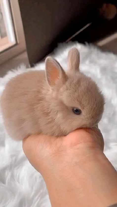 cutiee in 2022 | Cute baby animals, Cute bunny pictures, Cute animals Baby Animals Cute, Pet Bunny Rabbits, Cute Bunny Pictures, Koci Humor, Cute Small Animals, Cute Animals Puppies, Baby Animals Pictures, Bunny Pictures