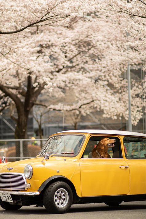 Mini Cooper Photoshoot, Yellow Mini Cooper, Older Couple Poses, Car Shoot, Older Couple, Dog Picture, Dog Photo, Couple Poses, Mini Cars