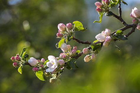 Apple Tree Blossoms, Golden Harvest, Dogwood Blossoms, Cherry Blossom Branch, Photo Tree, Apple Tree, Apple Blossom, Blooming Flowers, Flowers Photography