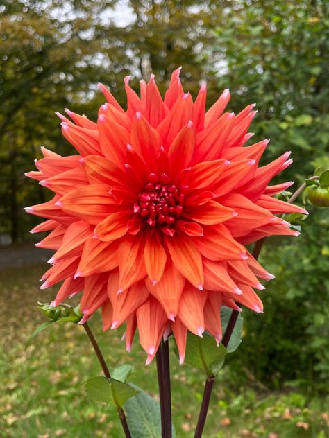 Orange dahlia Orange Dahlia, Flower Invitation, Dahlia, Orange, Flowers