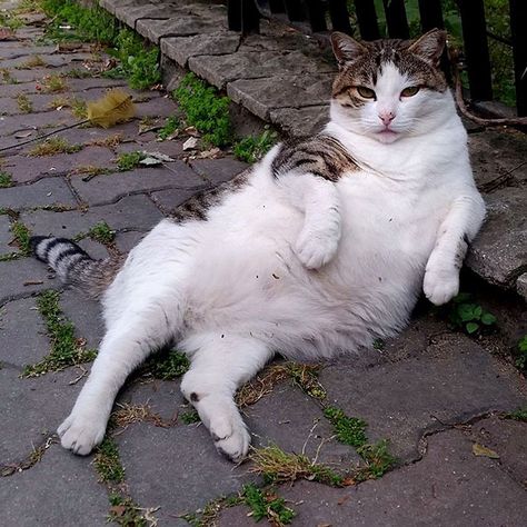 Rest in peace Tombili! - Istanbul's Most Famous Cat Honored With Its Own Statue At Its Favorite Spot Cat Quotes Funny, Pet Day, Cat Statue, Cat Photography, Cat Sitting, Animals Of The World, Funny Animal Pictures, Beautiful Cats, Cat Pics