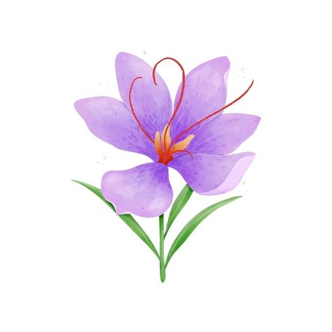 Saffron Crocus, Saffron Flower, Fruit Pattern, Flower Illustration, Piercing Jewelry, Flower Tattoo, Graphic Resources, Vector Free, Free Design