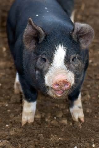 Black Pigs, Berkshire Pig, Berkshire Pigs, Black Pig, Pig Pen, Piggly Wiggly, Mini Pigs, Precious Animals, Baby Pigs