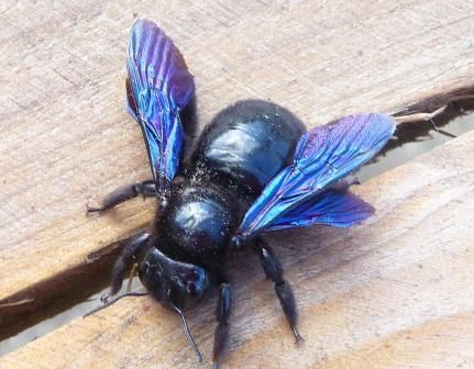 Violet Carpenter Bee Types Of Bees, Cool Insects, Mason Bees, Carpenter Bee, Insect Tattoo, Bee Photo, Bees And Wasps, Cool Bugs, Flying Insects