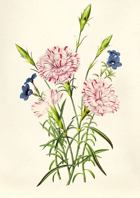 Antique illustration of flower | free image by rawpixel.com Science Prints, Botanic Painting, Nature Illustrations, Cozy Rooms, Flower Illustrations, Free Illustration Images, Magical Herbs, Natural Science, Carnation Flower