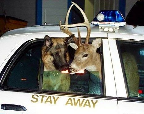 Deer and German Shepherd in police car! Wonder what they did. Harry Potter Humor, Harry Potter Tumblr Posts, Harry Potter Fanları, Glume Harry Potter, Harry Potter Poster, Yer A Wizard Harry, Pet Memes, Harry Potter Tumblr, Harry Potter Headcannons