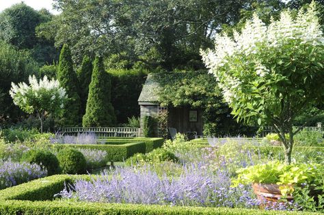 Ina's garden w boxwoods, Arborvitae, Russian sage, standard tardiva hydrangeas Ina Garden, Formal Garden Design, Variety Of Flowers, Russian Sage, Photo Pinterest, Formal Garden, Ground Cover Plants, Garden Tours, Lush Garden