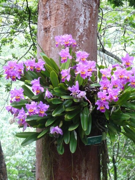 orchids in their natural habitat!! Orchid Garden Ideas, Orchid Roots, Orchid Garden, Growing Orchids, Exotic Orchids, Orchids Garden, Cymbidium Orchids, Orchid Care, Orchid Plants