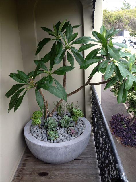 Small balcony with a big dramatic plant. Frangipani in balcony planter. Add succulents for extra greenery. Frangipani In A Pot, Plumeria In Pots, Frangipani In Pot, Diy Big Planters Pots Outdoor, Potted Frangipani, Potted Plumeria, Dramatic Plant, Plumeria Plant, Shallow Planters