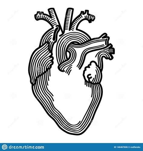 Anatomical Heart Hand Drawn Crafteroks Svg Free, Free Svg File, Eps, Dxf, Vector, Logo, Silhouette, Icon, Instant Download, Digita Stock Vector - Illustration of people, medicine: 146467606 Anatomical Heart Drawing, Logo Silhouette, Heart Hands Drawing, Heart Illustration, Heart Drawing, Anatomical Heart, Heart Logo, Heart Hands, Mandala Svg