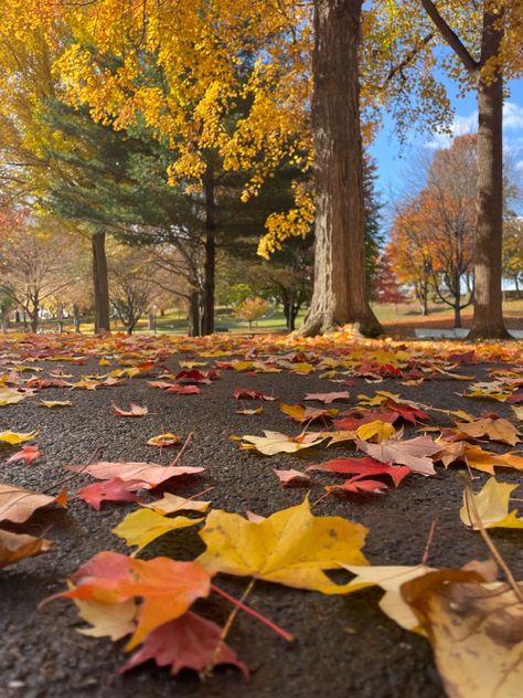 Autumn Aesthetic Leaves, Months Aesthetic, Fall Wonderland, Aesthetic Leaves, Fall Autumn Aesthetic, Homemade Gifts For Boyfriend, Ber Months, Bright Autumn, Autumn Instagram