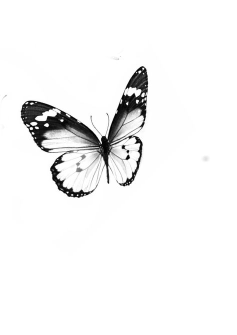 Realism Butterfly, Realism Reference, Black And White Butterflies, Micro Realism, Art Papillon, White Butterflies, Petite Tattoos, Black And White Picture Wall, Butterfly Drawing