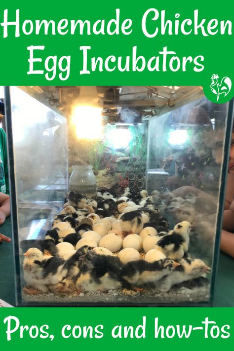 Homemade Incubator, Diy Incubator, Chicken Egg Colors, Egg Facts, Chicken Incubator, Old Refrigerator, Chicken Nesting Boxes, Diy Chicken Coop Plans, Egg Incubator