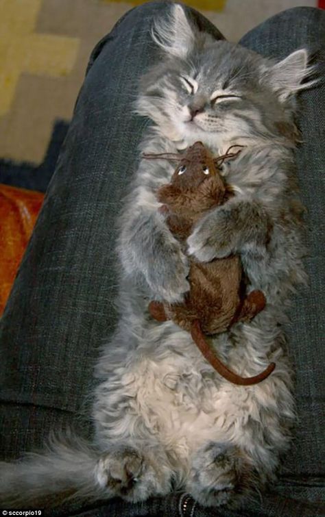 Tom and Jerry: This grey kitten proves that cat and mouse can be friends after all ... Stressed Cat, Funny Wild Animals, Kitty Tattoos, Fluffy Cats, Crazy Lady, Cats Rule, Cat Watch, Slaap Lekker, Cute Rats